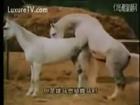 Beastiality taboo horses having sex